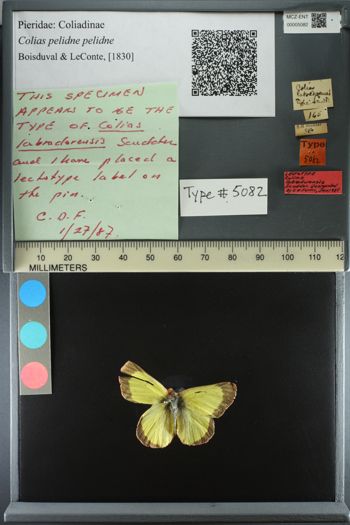 Media type: image;   Entomology 5082